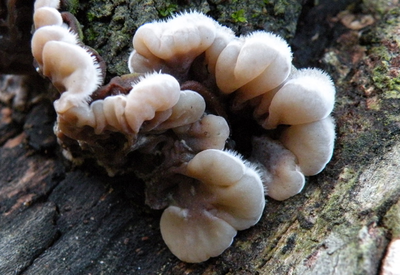 Aphyllophorales in giardino